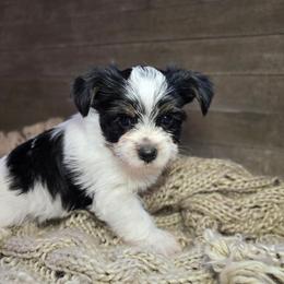 Ozzy - Parti male Yorkshire Terrier puppy in Mountain Grove, Missouri from Precious Puppies