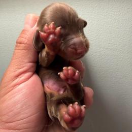 Chocolate and tan Female - Chocolate and tan female Dachshund puppy in Oswego, Illinois from That Beautiful Dachshund/Frenchies