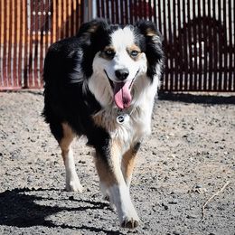 Holly - Australian Shepherd