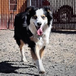 Holly - Australian Shepherd