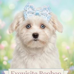 Booboo - Morkie