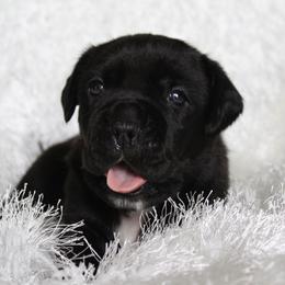 Cane Corso Puppies from Big Country Cane Corso