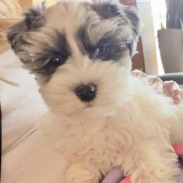 Margot - Miniature Schnauzer