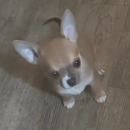 Boy 2 - Chocolate sabled fawn Chihuahua puppy in Gray, Louisiana from Chi Chi's Place