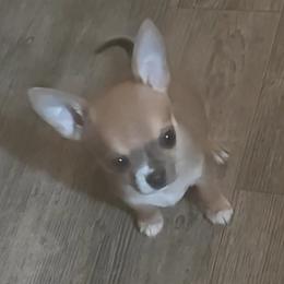 Boy 2 - Chocolate sabled fawn Chihuahua puppy in Gray, Louisiana from Chi Chi's Place