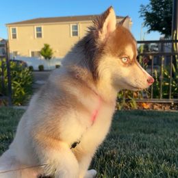 Nuggie - Chocolate female Pomsky puppy in West Sacramento, California from Pinkie's Pomskies