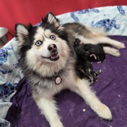 Bibble - Pomsky