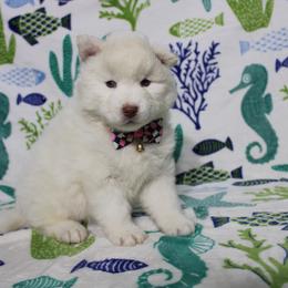Luca - White male Siberian Husky puppy in Lunenburg, Vermont from SNOW WOOLY HUSKY
