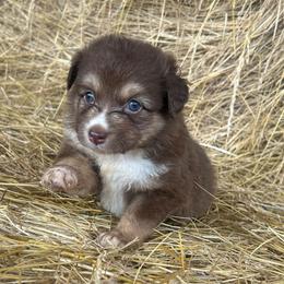 Langley - Red tri male Miniature Australian Shepherd puppy in Loretto, Tennessee from K Kountry Farm