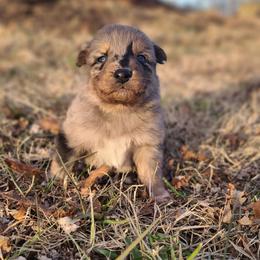 Jack Frost - Blue merle male Australian Shepherd puppy in Spartanburg, South Carolina from Squirrelytail Farms
