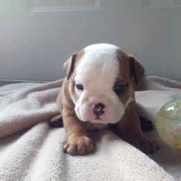 Bulldogs from North Star