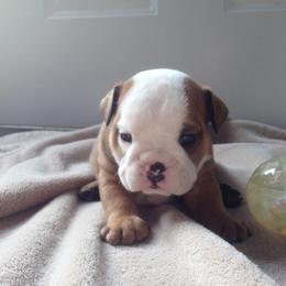 Bulldogs from North Star
