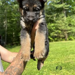 German Shepherd Puppies from Casale Shepherds