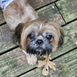 Levi - Shih Tzu