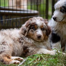 Porky - Red merle male Australian Shepherd puppy in Camas, Washington from Sayre Australian Shepherds