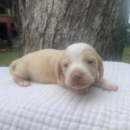 Zoey - Cream female Dachshund puppy in Grove, Oklahoma from A&W Doxies