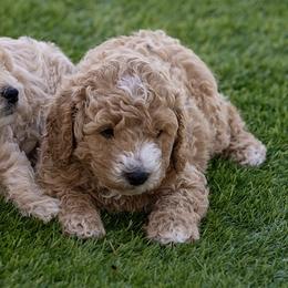 Valencio (Purple) - Apricot male Goldendoodle puppy in Jacksonville, Oregon from SS Goldendoodles