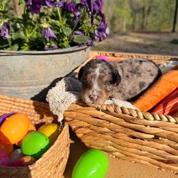 Donald - Blue merle male Aussiedoodle puppy in Tryon, North Carolina from Melrose Mountain Farm