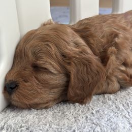 Goldendoodle Puppies from Miss Cindy’s Doodles