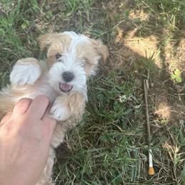 Chandler - Cream male Maltipoo puppy in Harmony, North Carolina from Christy's Maltipoos