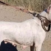 Tesla - Dogo Argentino