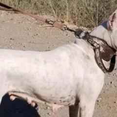 Tesla - Dogo Argentino