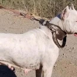 Tesla - Dogo Argentino