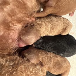 Centurion - Cream male Maltipoo puppy in Weatherford, Texas from Aprishew Maltipoo