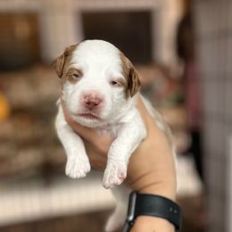 Kirk - Parti male Goldendoodle puppy in Aubrey, Texas from The Parrish Doods