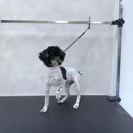 Chino - Poodle