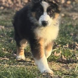 Panda 3 - Panda male German Shepherd puppy in Lordstown, Ohio from Jewels German Shepherd