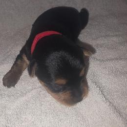 Red Girl - Black and tan female Yorkshire Terrier puppy in St. Louis, Missouri from Yorkieville - Shih Tzu Nation
