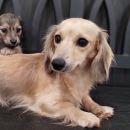 Journey - Dachshund
