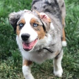 Miniature Australian Shepherds from Mountain Springs’ Aussies