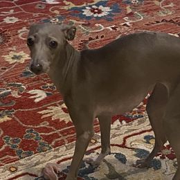 Alice - Italian Greyhound
