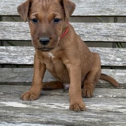 Irish Terrier and Scottish Terrier Puppies from Avonlea Terriers