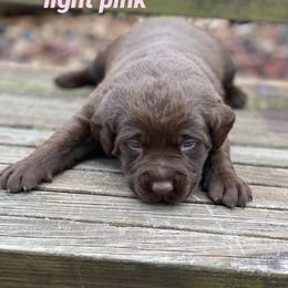 Labradoodle and Labrador Retriever Puppies from Castlegate Labs & Doodles