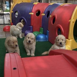 Golden Retriever and Siberian Husky Puppies from Nevani Goldens & Siberians