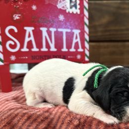 Green - Black roan male German Shorthaired Pointer puppy in Huntington, Texas from B&B GSP’S