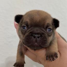 Winnie - Fawn female French Bulldog puppy in Galt, California from The three little frenchies