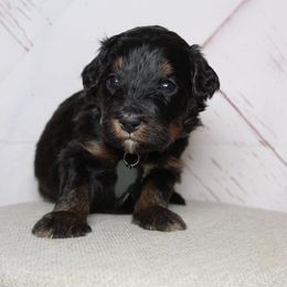 Green - Tri-color male Bernedoodle puppy in Belgreen, Alabama from Scott’s Farm Poodles and Doodles