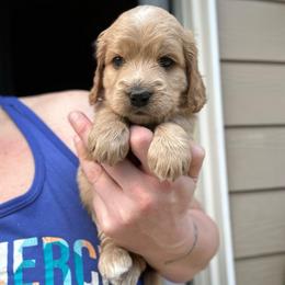 Max - Apricot male Goldendoodle puppy in Salem, Oregon from Capital Doodles