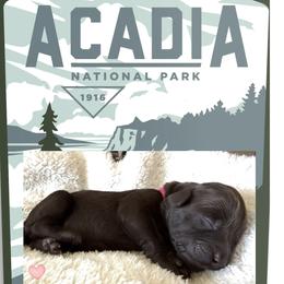 Acadia - Chocolate female Labradoodle puppy in Lubbock, Texas from Lucky Labradoodles