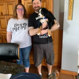 Bernese Mountain Dog Puppies from Lonesome Pine Farm