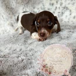 Dachshund Puppies from CSW Dachshunds