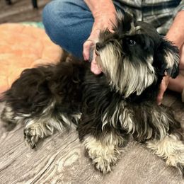Eva May - Miniature Schnauzer
