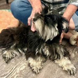 Eva May - Miniature Schnauzer