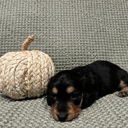 Dachshund Puppies from Oscar Meyer’s Weenies