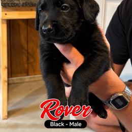 Rover - Black male Labrador Retriever puppy in Howards Grove, Wisconsin from Hunter’s Moon Retrievers