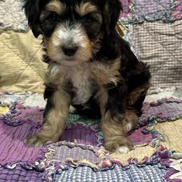 Sunshine - Tri-color male Bernedoodle puppy in Janesville, Wisconsin from Zakadoodles